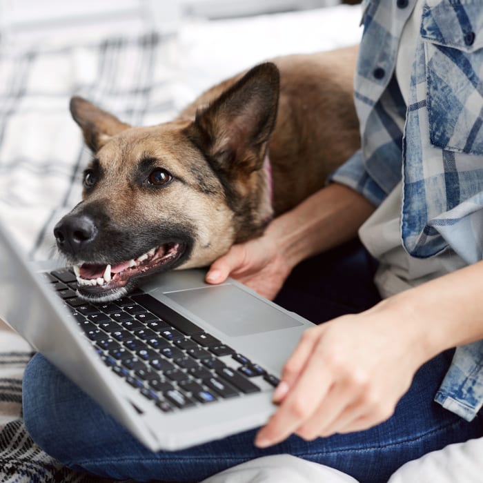 Cascade Veterinary Referral Center in Tigard