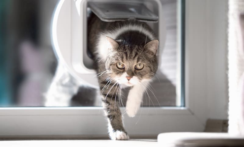 Cascade Veterinary Referral Center Tigard Animal Hospital